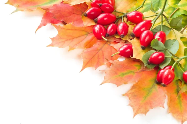 Rose hip fruit with autumn leafs, — Stock Photo, Image