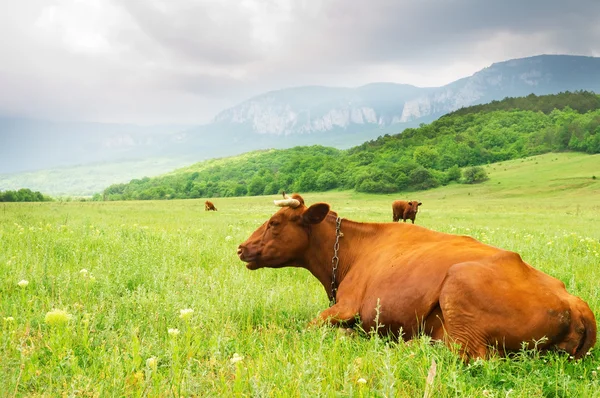 Kuh auf der Bergwiese. — Stockfoto