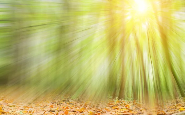 Höst skog — Stockfoto