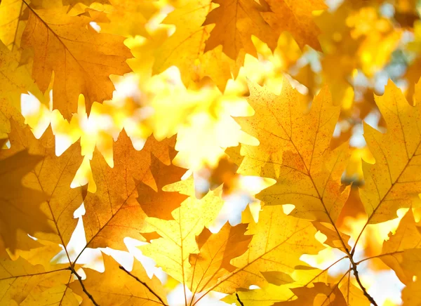 Ast mit Herbstblättern. — Stockfoto