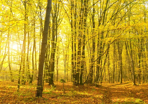 Sunbeams pour into the autumn forest. — Stock Photo, Image