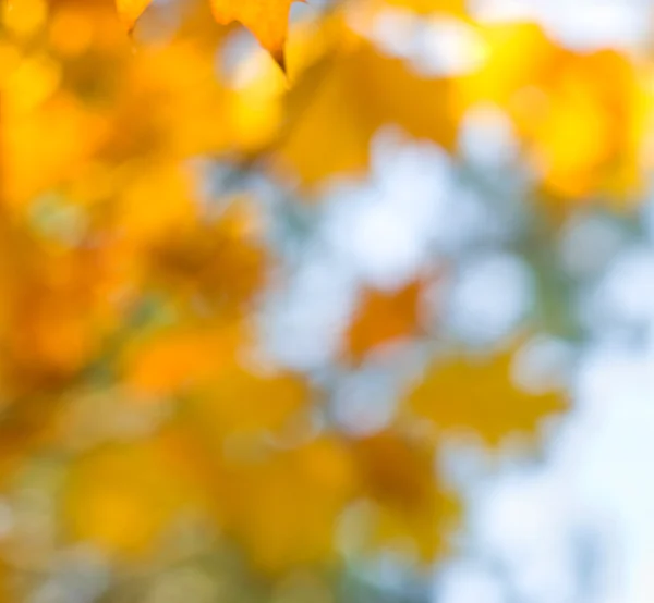 Bokeh 배경의 단풍. — 스톡 사진