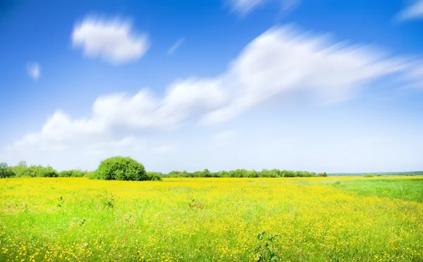 Blumen auf einer grünen Sommerwiese — Stockfoto