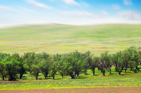 Apple trees on meadows — Stock Photo, Image