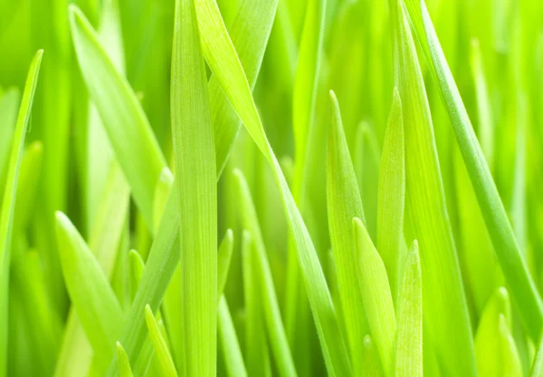 Fresh Wheat — Stock Photo, Image