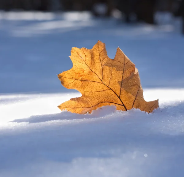 Braunes Blatt ein früher Schnee — Stockfoto