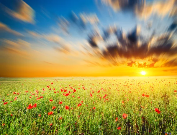 Feld mit grünem Gras und rotem Mohn — Stockfoto