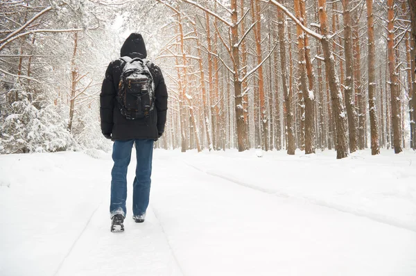 Caminhada em madeira de inverno — Fotografia de Stock