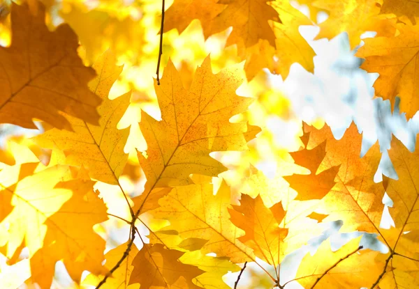 Gałąź drzewa z jesiennymi liśćmi. — Zdjęcie stockowe