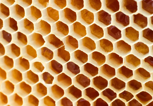 Öl honung i vaxkakor — Stockfoto