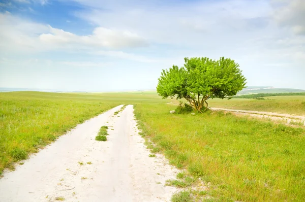 Straße zwischen grünen Wiesen — Stockfoto