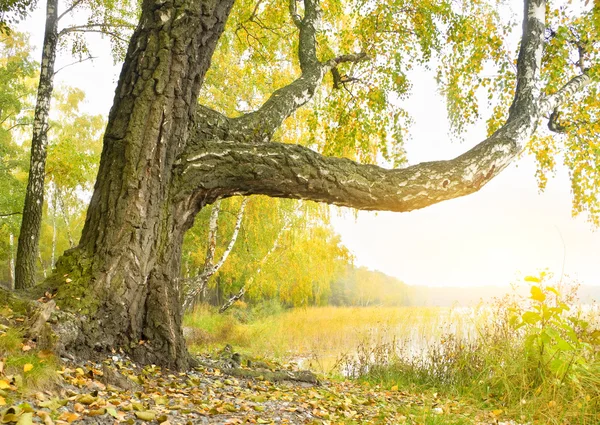 Ahşap Gölü kıyısında huş ağacı. — Stok fotoğraf