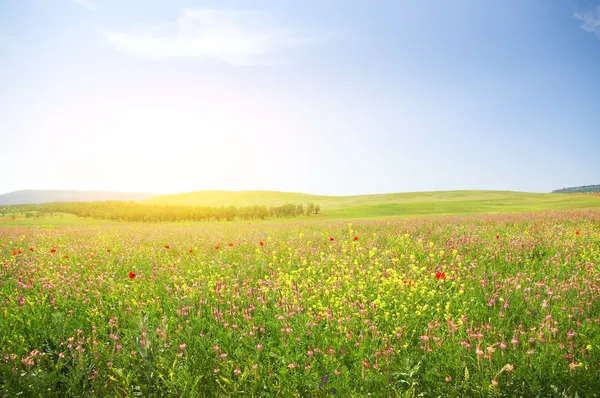 Våren blomma äng. Stockfoto