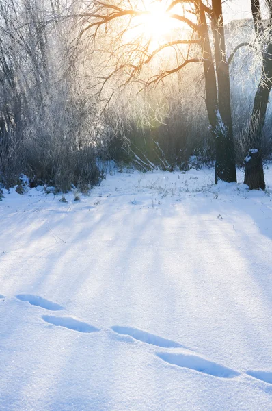 Inverno — Foto Stock