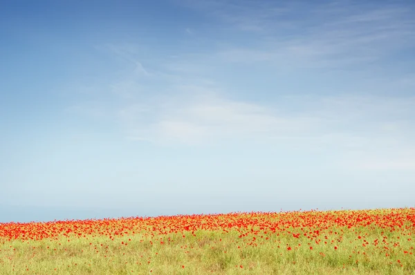 Veld met groene gras en rode papavers — Stockfoto