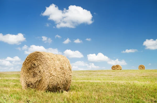 Balar hö i ett stort fält. — Stockfoto