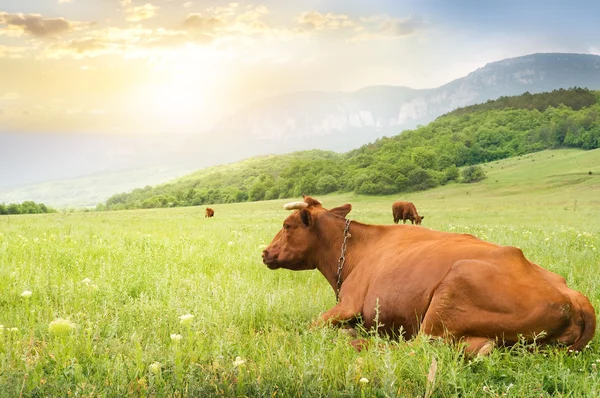 Kühe auf der grünen Wiese. — Stockfoto