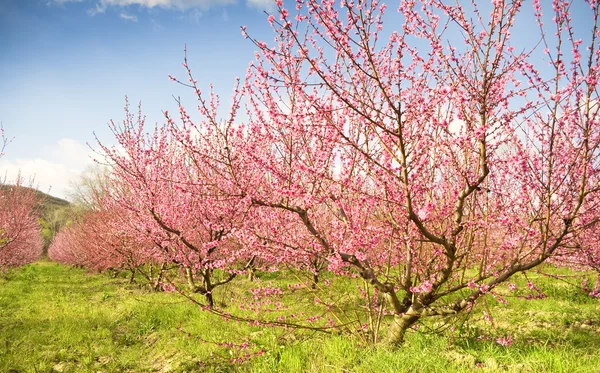 繁花似锦的春天树园 — 图库照片