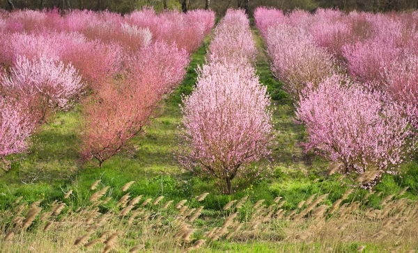 Spring tree garden — Stock Photo, Image