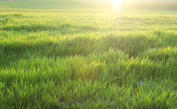 Свіжа пшенична трава для соку — стокове фото