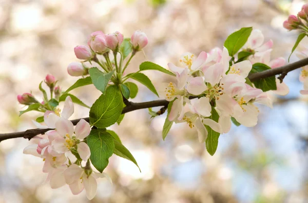 Juego de flores de árbol de primavera . — Foto de Stock