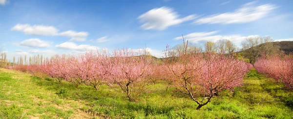 Jardín del árbol de primavera — Foto de Stock