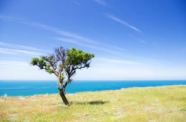 Albero sulla costa — Foto Stock