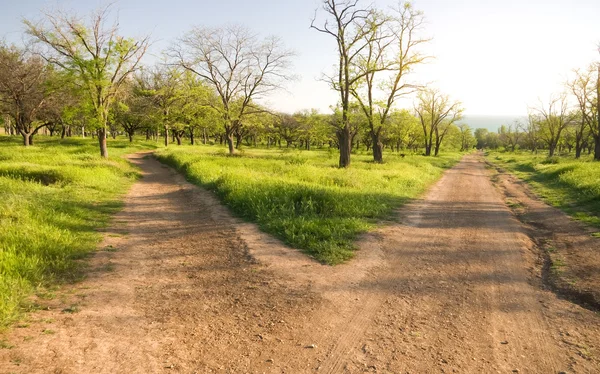 Parkta küçük yol — Stok fotoğraf