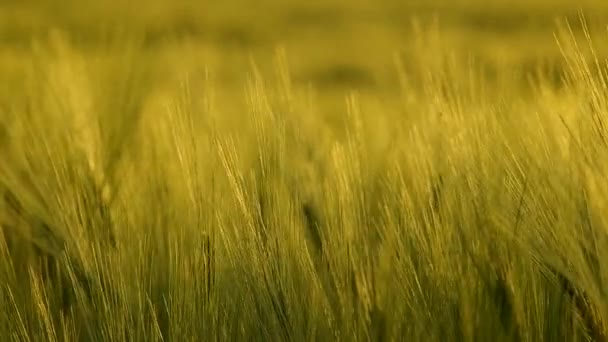 Herbe de blé frais pour le jus .