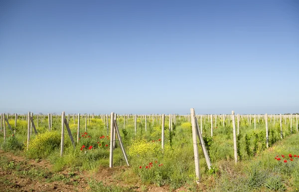 Vineyards against clear blue skys. — Stock Photo, Image