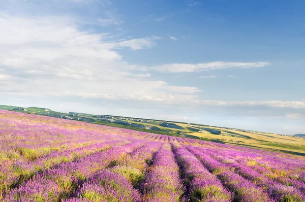 Prado de lavanda . — Fotografia de Stock