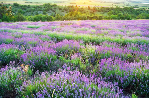 Prado de lavanda — Fotografia de Stock