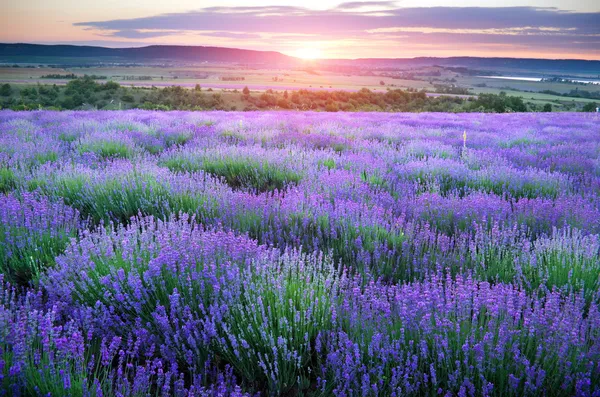 Prado de lavanda . — Fotografia de Stock