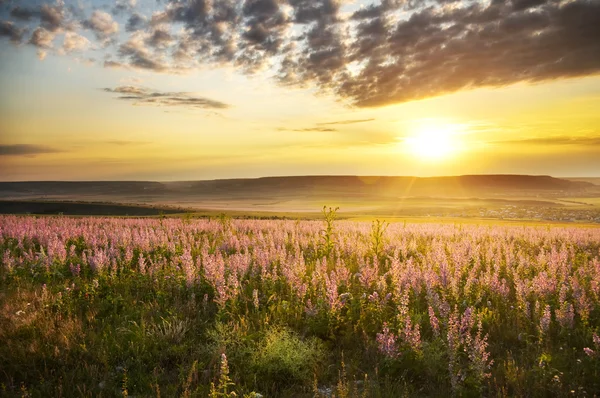 Spring meadow of flowers. — Stock Photo, Image