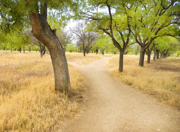 A Park kis út — Stock Fotó