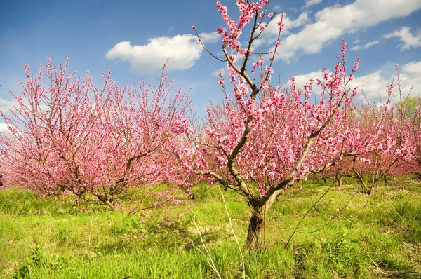 Hermosa flor de cereza japonesa - Sakura . — Foto de Stock