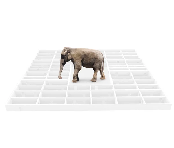 Éléphant dans un labyrinthe . — Photo