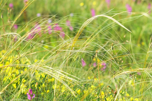 Veilchen Blumen und Gras — Stockfoto