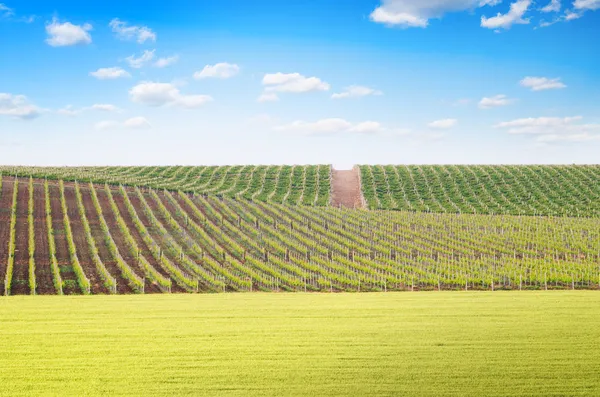 Agriculture and vineyard meadow — Stock Photo, Image