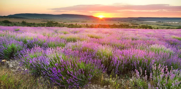 Prado de lavanda . — Foto de Stock