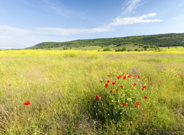 Spring morning in meadow of flowers. — Stock Photo, Image