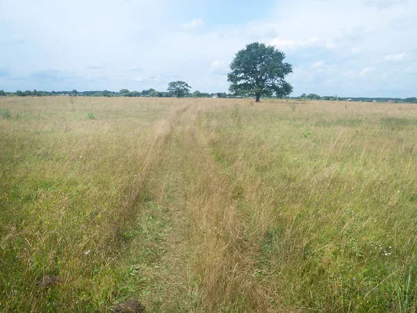 Lonely Standing Oak Tree Green Summer Field — Stock Photo, Image