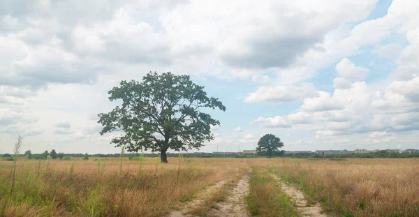 Lonely Standing Oak Tree Green Summer Field — Stock Photo, Image