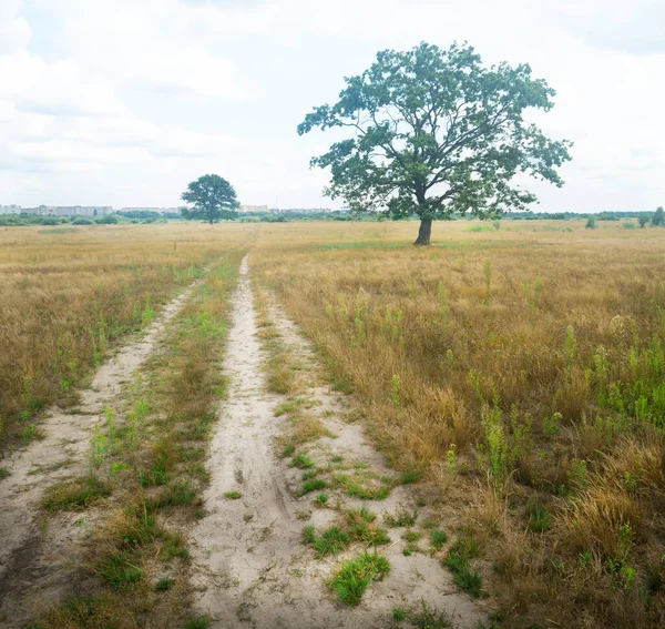 Stejar Singuratic Câmp Verde Vară — Fotografie, imagine de stoc