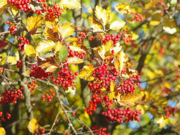 Viburnum Bush Berries Autumn European Park — Stock Photo, Image