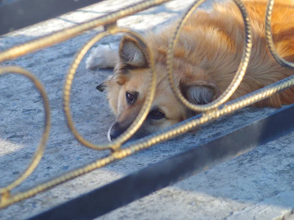 Der Hund Liegt Auf Dem Boden — Stockfoto