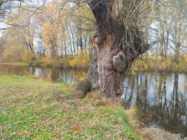 Paisaje Otoñal Hermosos Árboles Colores Sobre Río Brillando Luz Del —  Fotos de Stock