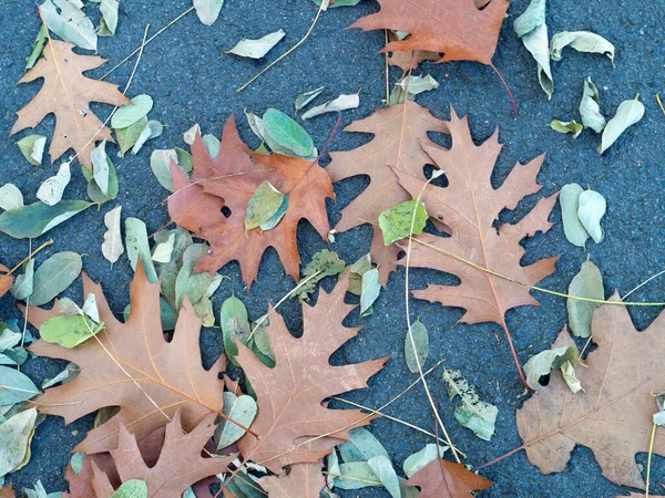 Höst Stilleben Fallna Löv Ligger Den Våta Asfalten — Stockfoto