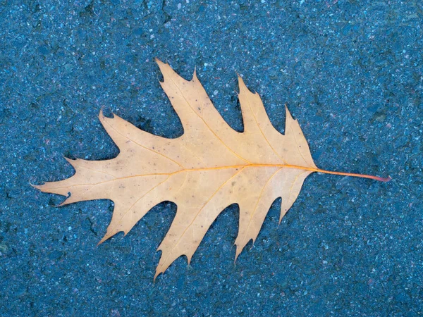 Uma Folha Alaranjada Está Encontrando Asfalto Outono Ainda Vida — Fotografia de Stock