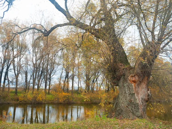 Hösten Landskap Vackra Färgade Träd Över Floden Glödande Solljuset Vacker — Stockfoto